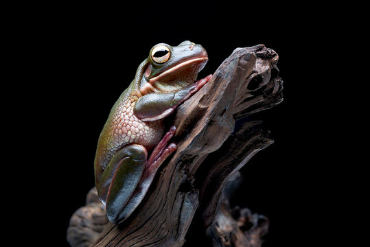 a White-lipped tree frog, the world's largest species of tree frog