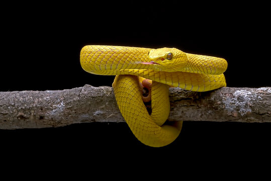 yellow-white lipped pit viper on black background,