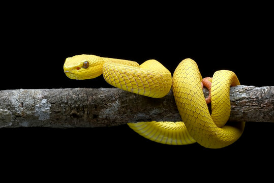 yellow-white lipped pit viper on black background