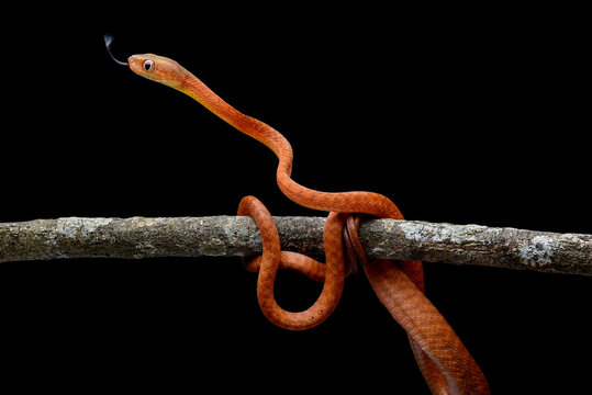 Close up of a juvenile Black-headed Cat Snake (Boiga nigriceps)