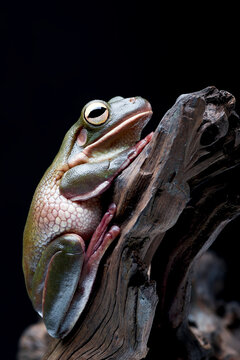 a White-lipped tree frog, the world's largest species of tree frog