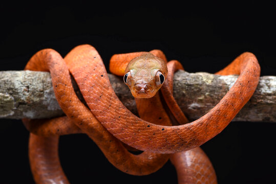 Close up of a juvenile Black-headed Cat Snake (Boiga nigriceps)