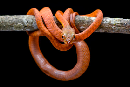 Close up of a juvenile Black-headed Cat Snake (Boiga nigriceps)