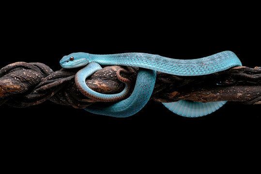a Lesser Sunda pit viper a venomous snake species found in Indonesia.