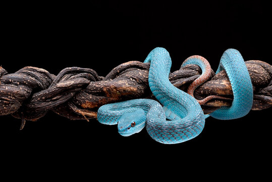 a Lesser Sunda pit viper a venomous snake species found in Indonesia.