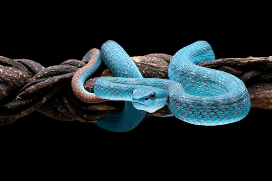 a Lesser Sunda pit viper a venomous snake species found in Indonesia.