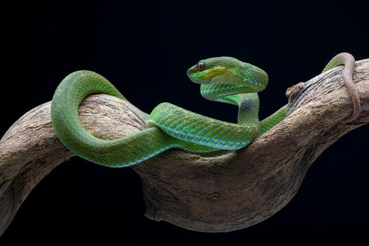 a Lesser Sunda pit viper a venomous snake species found in Indonesia.