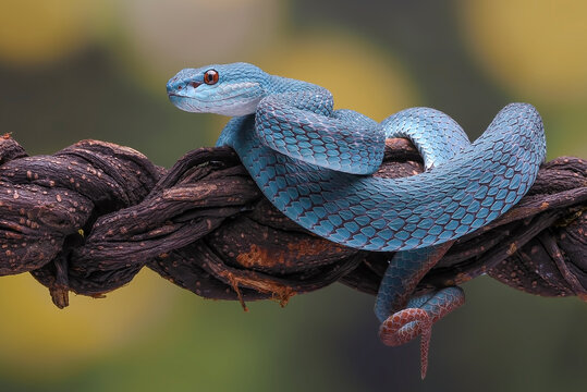 a Lesser Sunda pit viper a venomous snake species found in Indonesia.