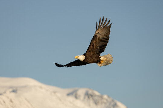 Bald Eagle Flying over Snow Capped Kenai Mountains, Alaska