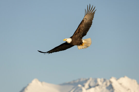 Bald eagle soaring over Snow Covered Kenai Mountains, Alaska