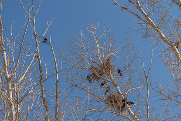 Obraz premium Solitary birdwatching scene. Serene natural setting featuring lone bird on branch. Tranquil morning among birch trees with perched starling and observable nest nearby