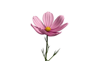 Obraz premium Pink cosmos flower blooming with delicate petals and a yellow center, representing beauty, nature, and summer on a transparent background