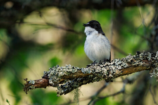 Trauerschn&auml;pper (Ficedula hypoleuca) Weibchen