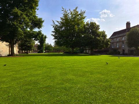 The neat green grass field with a big trees behind european cott