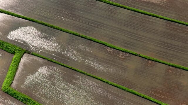 Aerial view of flooded green Rice field with vibrant rows of young plants