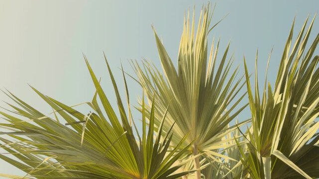 The Arecaceae  are a family of perennial, flowering plants in the monocot order Arecales. palms. palm trees. Queen Kapiʻolani Garden, Honolulu, Oahu, Hawaii