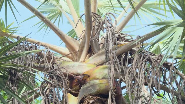 The Arecaceae  are a family of perennial, flowering plants in the monocot order Arecales. palms. palm trees. Queen Kapiʻolani Garden, Honolulu, Oahu, Hawaii