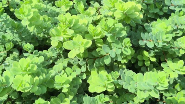 Wikstroemia uva-ursi, Wikstroemia is a genus of 93 species of flowering shrubs and small trees in the mezereon family, Thymelaeaceae. &lsquo;ākia. Queen Kapiʻolani Garden, Honolulu, Oahu, Hawaii