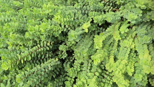 Wikstroemia uva-ursi, Wikstroemia is a genus of 93 species of flowering shrubs and small trees in the mezereon family, Thymelaeaceae. &lsquo;ākia. Queen Kapiʻolani Garden, Honolulu, Oahu, Hawaii