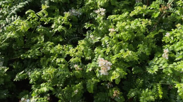 Osteomeles anthyllidifolia, ʻŪlei, eluehe, uʻulei, Hawaiian rose, or Hawaiian hawthorn, is a species of flowering shrub in the rose family, Rosaceae.Queen Kapiʻolani Garden, Honolulu, Oahu, Hawaii