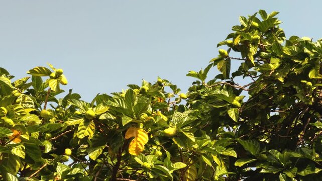 Morinda citrifolia is a fruit-bearing tree in the coffee family, Rubiaceae. great morinda, Indian mulberry, noni, beach mulberry. near Queen Kapiʻolani Garden, Honolulu, Oahu, Hawaii