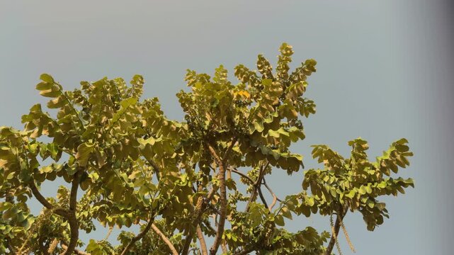 Polyscias lallanii, Polyscias racemosa, or false 'ohe, is a species of flowering plant in the family Araliaceae. Munroidendron racemosum. Queen Kapiʻolani Garden, Honolulu, Oahu, Hawaii. pōkalakala
