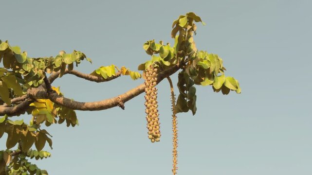 Polyscias lallanii, Polyscias racemosa, or false 'ohe, is a species of flowering plant in the family Araliaceae. Munroidendron racemosum. Queen Kapiʻolani Garden, Honolulu, Oahu, Hawaii. pōkalakala
