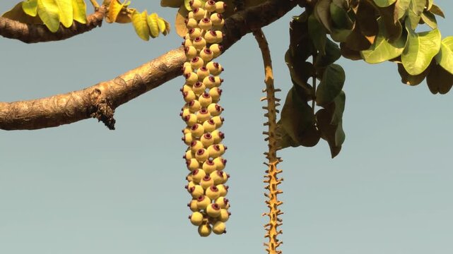Polyscias lallanii, Polyscias racemosa, or false 'ohe, is a species of flowering plant in the family Araliaceae. Munroidendron racemosum. Queen Kapiʻolani Garden, Honolulu, Oahu, Hawaii. pōkalakala