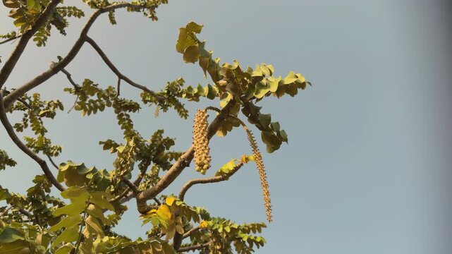 Polyscias lallanii, Polyscias racemosa, or false 'ohe, is a species of flowering plant in the family Araliaceae. Munroidendron racemosum. Queen Kapiʻolani Garden, Honolulu, Oahu, Hawaii. pōkalakala