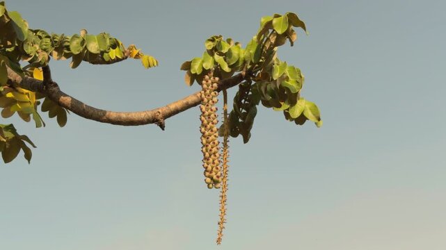 Polyscias lallanii, Polyscias racemosa, or false 'ohe, is a species of flowering plant in the family Araliaceae. Munroidendron racemosum. Queen Kapiʻolani Garden, Honolulu, Oahu, Hawaii. pōkalakala