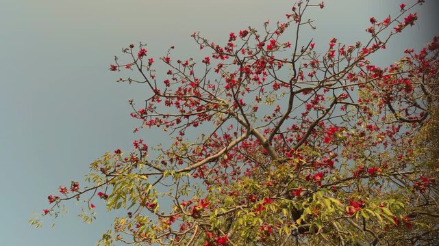 Bombax ceiba, like other trees of the genus Bombax, cotton tree. Malabar silk-cotton tree; red silk-cotton. Queen Kapiʻolani Garden, Honolulu, Oahu. Vog (air pollution) form Kīlauea Volcano(Big Island