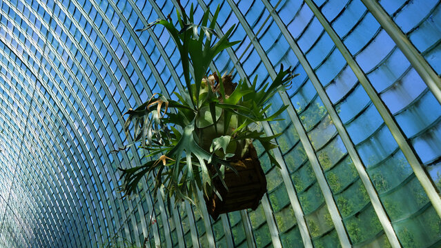 Staghorn Fern Hanging in a Modern Greenhouse Conservatory