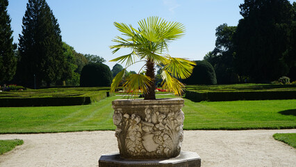 Windmill Palm in Ornate Stone Planter in Formal Garden © Vladimir