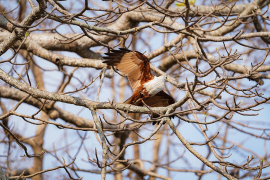 Brahminy Kite Taking Off from Tree Branch with Wings Spread