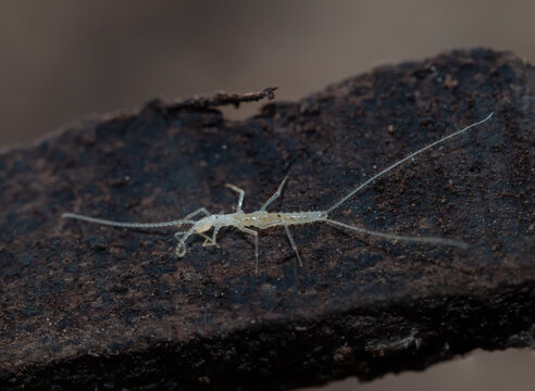 Dipluran (Plusiocampa fagei) in cave ecosystem inside Cova de sa Font, Sa Dragonera, Balearic Islands, Spain, 2026.