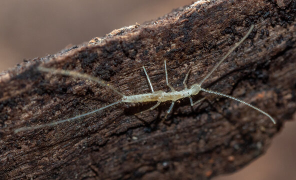 Dipluran (Plusiocampa fagei) in cave ecosystem inside Cova de sa Font, Sa Dragonera, Balearic Islands, Spain, 2026.