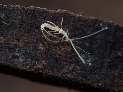 Dipluran (Plusiocampa fagei) in cave ecosystem inside Cova de sa Font, Sa Dragonera, Balearic Islands, Spain, 2026.