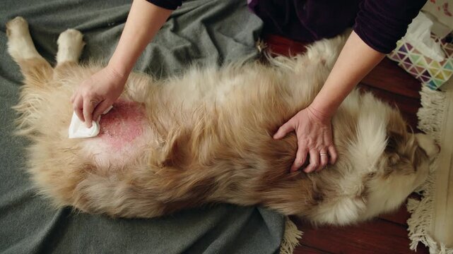 Pet owner cleaning dog skin irritation with tissue at home, treating wound and caring for animal health
