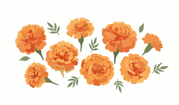 Watercolor style orange marigold flower cluster vector illustration isolated on white background with soft floral design