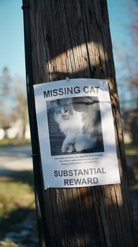 Vertical view of missing cat poster on wooden pole, suburban street notice offering reward for lost pet information