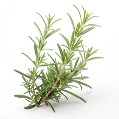 Fototapeta premium Fresh rosemary herb sprig isolated on white background, green Rosmarinus officinalis leaves, aromatic culinary ingredient for cooking, seasoning, herbal remedies and organic food concept