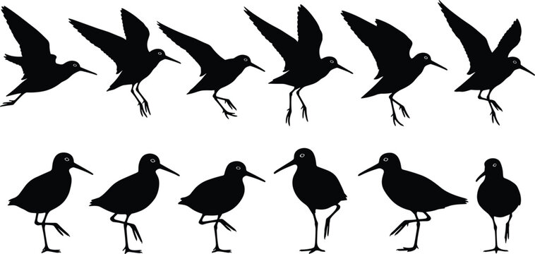 Large collection of sandpiper and shorebird vector silhouettes in various flying and standing poses, wading bird sequence isolated on white background for coastal nature design