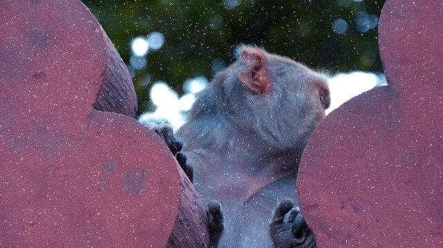 A grown up chimpanzee monkey is sitting on a concrete fence and looking in the camera with a pensive face. Rishikesh, Uttarakhand, India. View through sparkling particles. Closeup