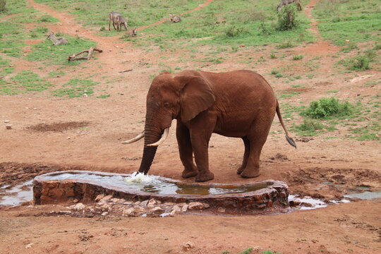 2026-02-27 Kenia Taita Hills Wildlife Sanctuary