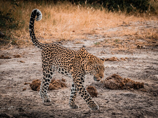 Leopard walking across dry savannah ground, Savuti Botswana © Rebekka