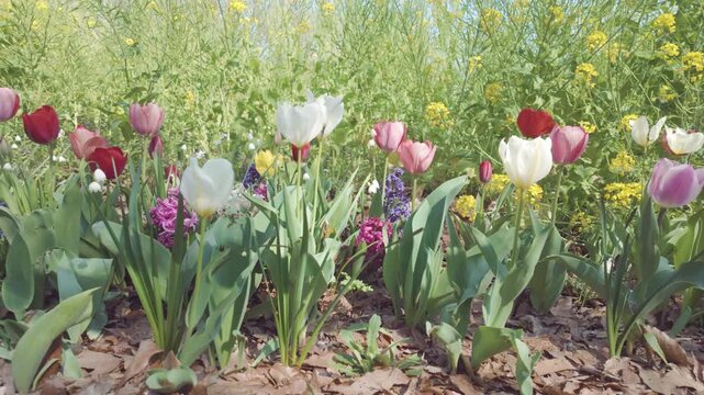 チューリップ、菜の花、ヒヤシンス、スノーフレークの混合植栽。低アングル撮影。