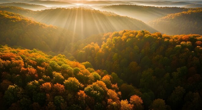 Foggy morning green pine forest scenery from drone aerial view nature background