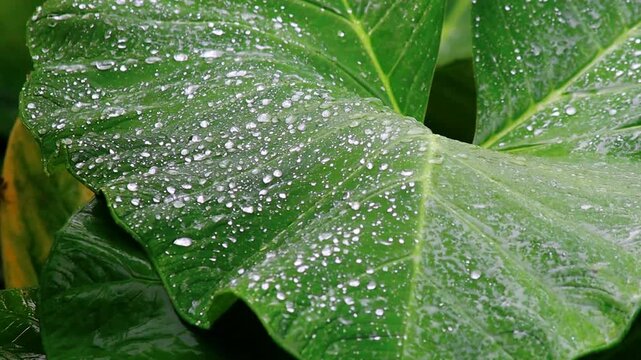 Rain falls, pouring on the taro leaves