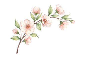 Fototapeta premium A delicate watercolor illustration of a blooming cherry blossom branch with soft pink flowers isolated on transparent background