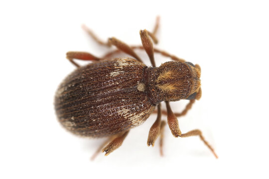 White marked spider beetle, Ptinus fur. Species of spider beetle a dangerous pest of stored food in warehouses and home pantries.